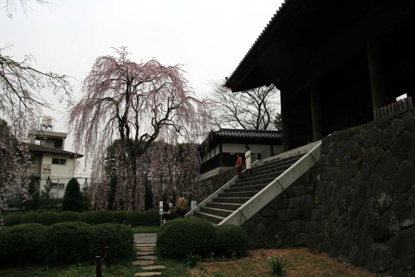 2007東郷寺001.jpg