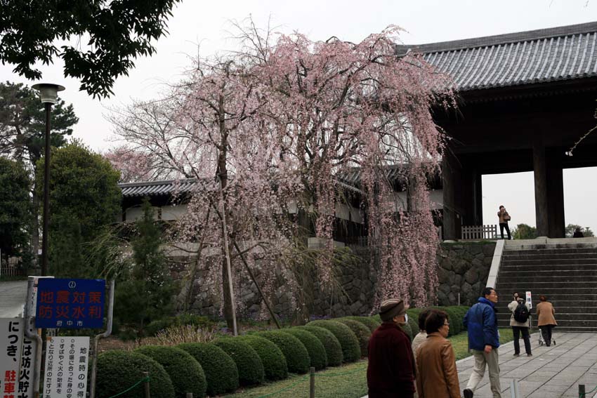 2007東郷寺004.jpg