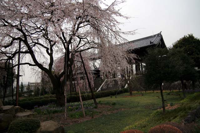 2007東郷寺005.jpg