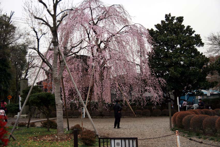 2007東郷寺006.jpg