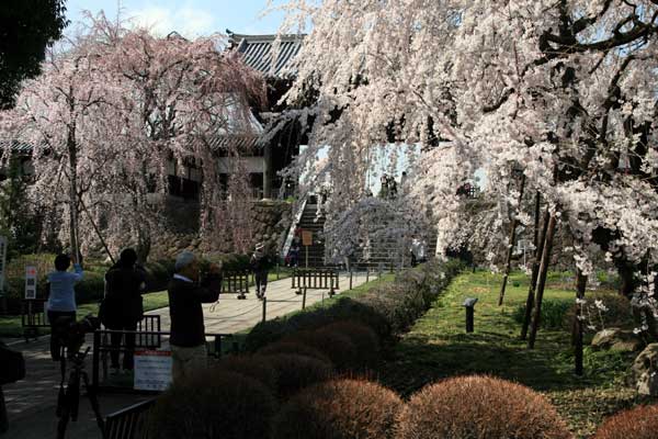 2008togoji001.jpg