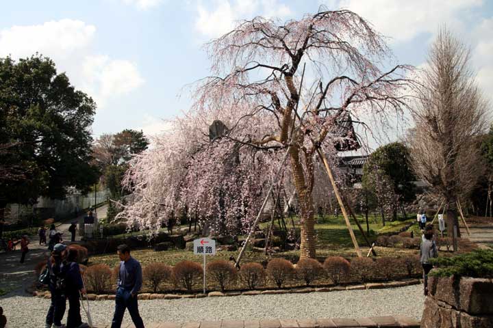 2008togoji005.jpg